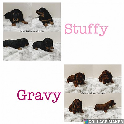 thanksgiving litter