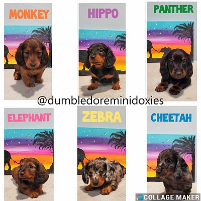 Zoo themed litter