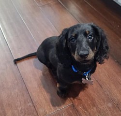 Teddy Bear - Mini Dachshund