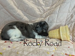 ROCKY ROAD
