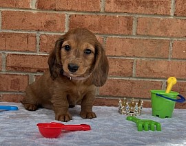 Nala