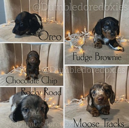 Ice Cream Litter