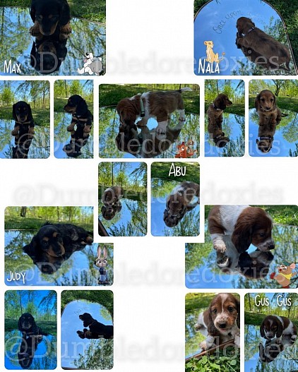 Disney litter