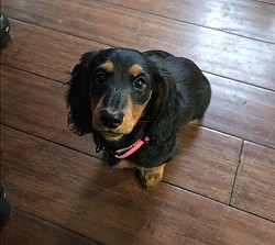Daisy